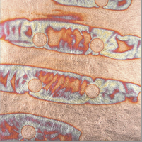 Cuivre Oxydé 233 95 x 95 mm